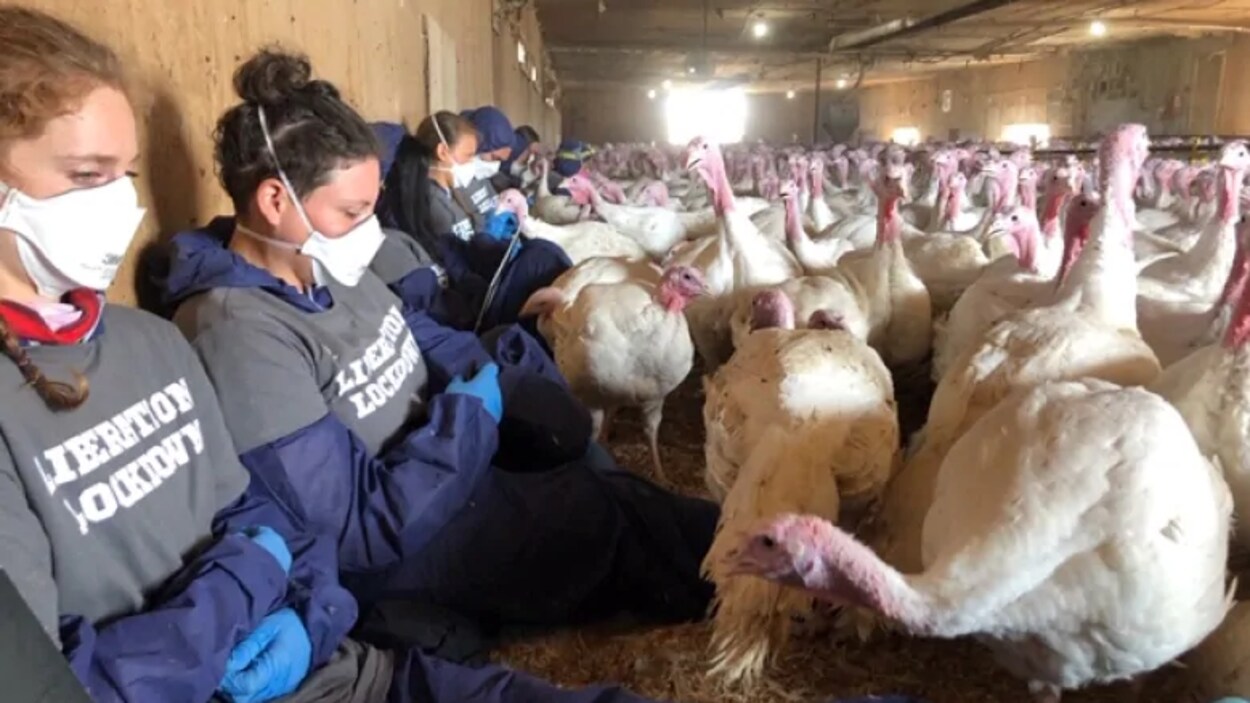 Des militants des animaux dans un enclos pour dindes.