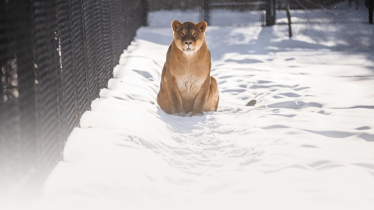 L’hiver polaire du Miller Zoo