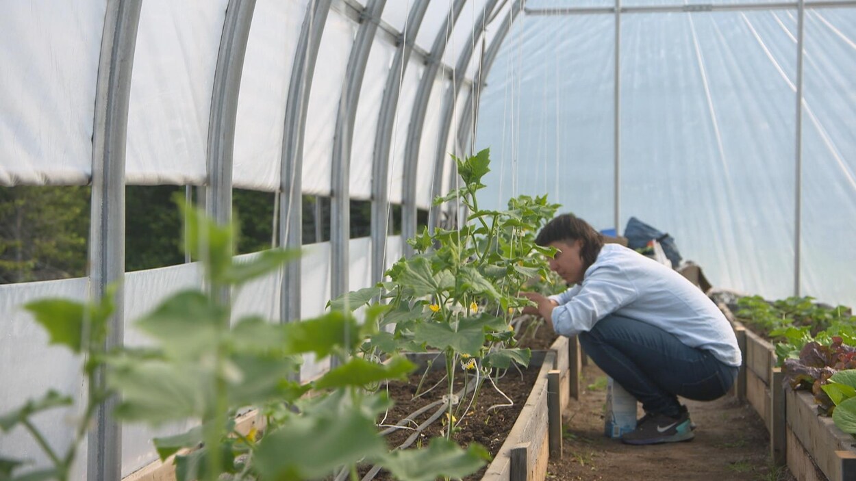 Une personne prépare son potager.