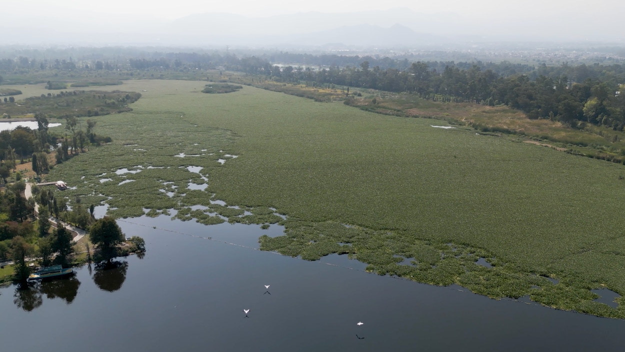 Le documentaire Mission to Marsh défend la préservation des terres humides