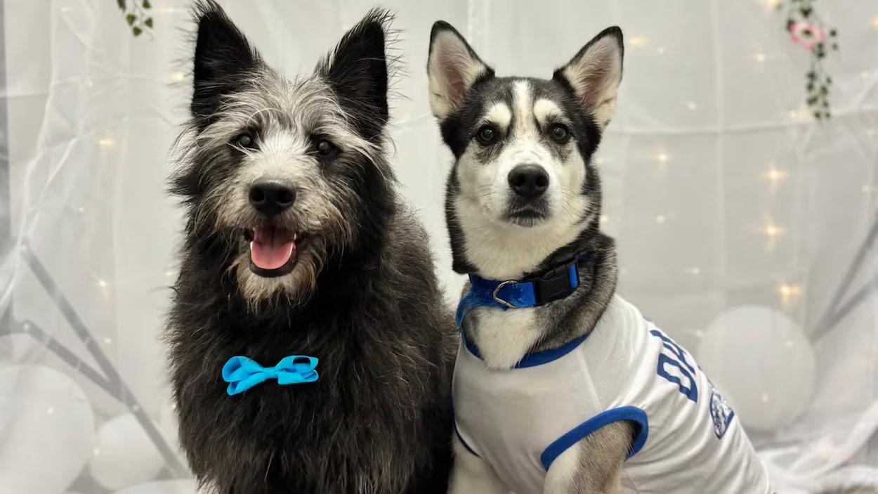 Un amour de chien : une chienne se rend seule à la garderie pour retrouver son ami