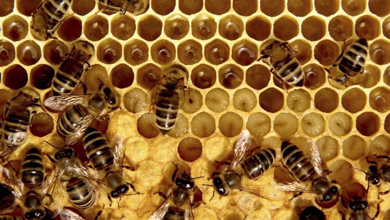 Des abeilles