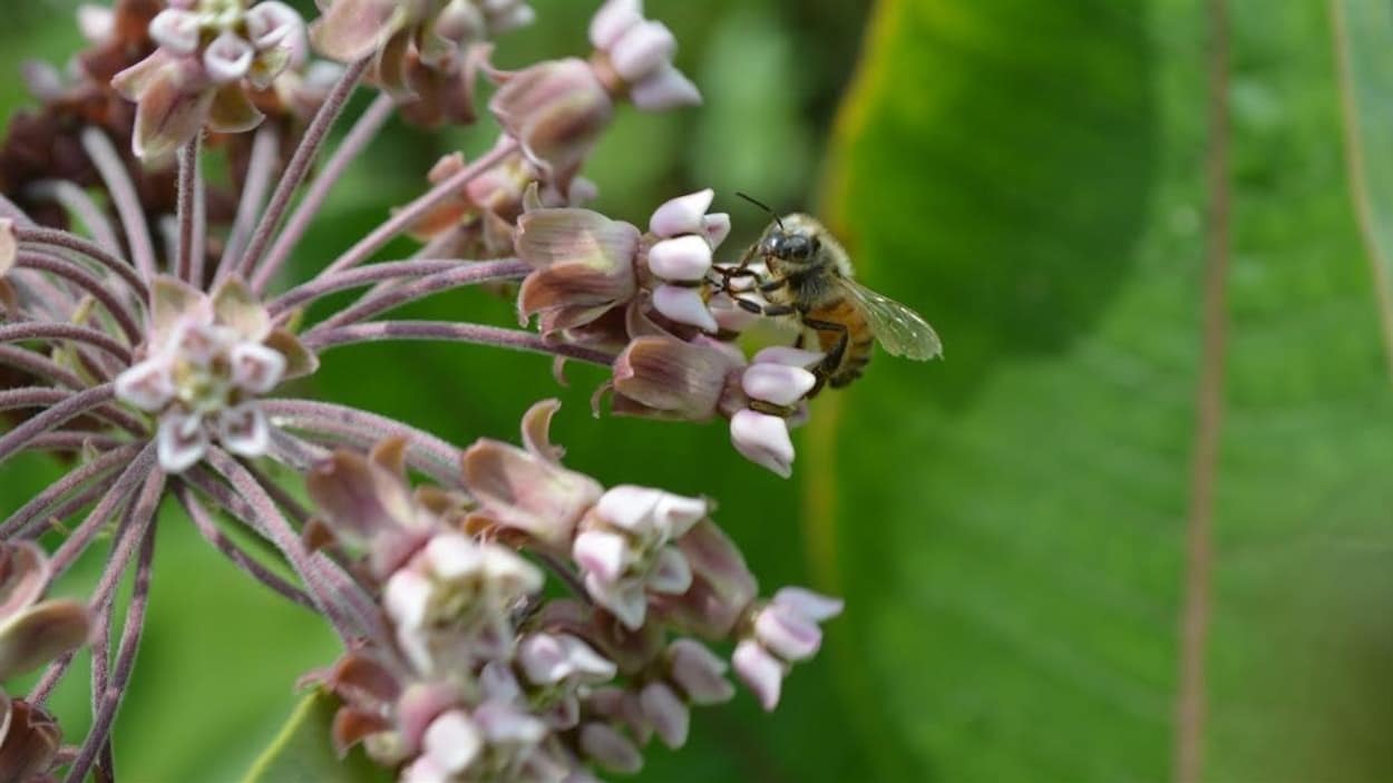 Au Vermont, une fleur d’asclépiade sur laquelle un insecte pollinisateur s’est posé