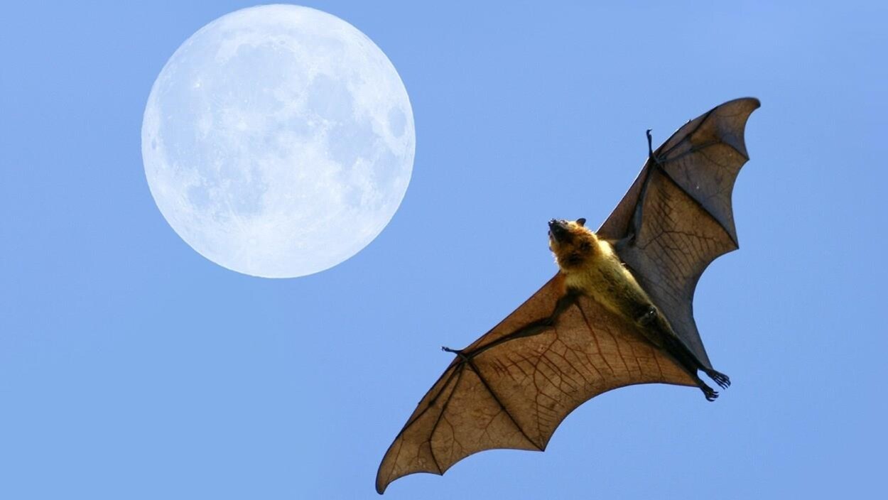 Une chauve-souris en vol Une chauve-souris en vol