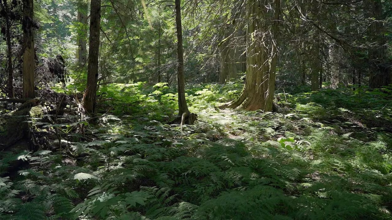 Un nouveau modèle forestier en C.-B. pour soutenir l’industrie en difficulté