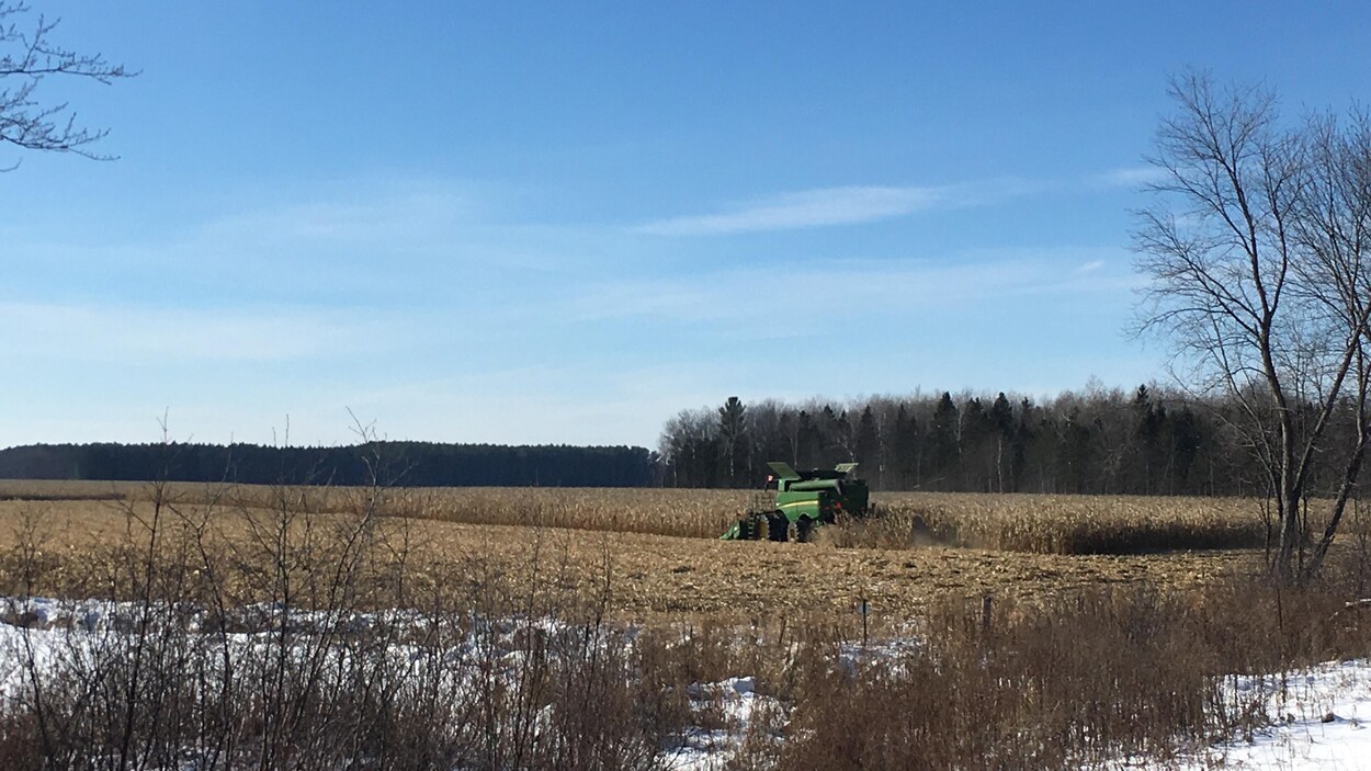 Une moissonneuse-batteuse récolte du maïs dans un champ l'hiver.
