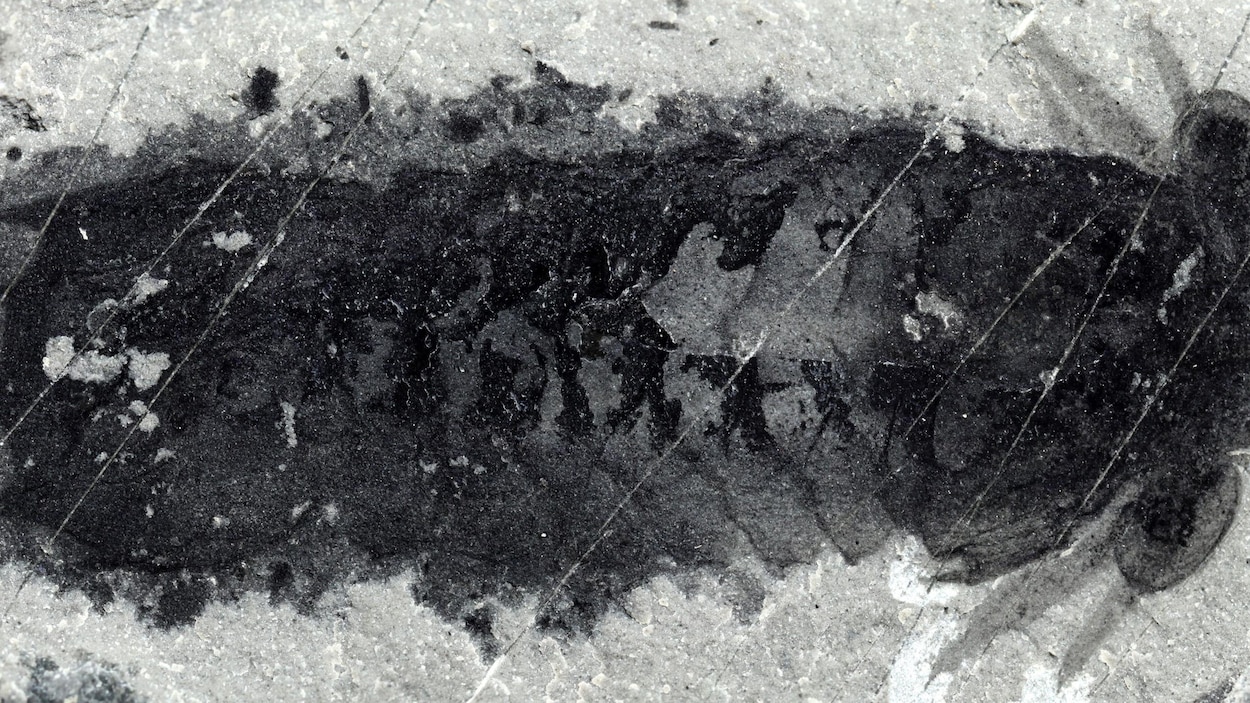 Restes fossilisés d'un Mollisonia plenovenatrix.