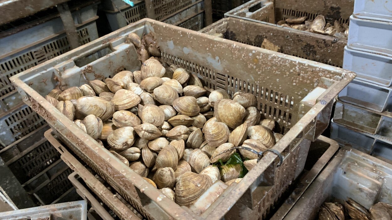 Des mollusques dans des contenants empilés, dans une usine.