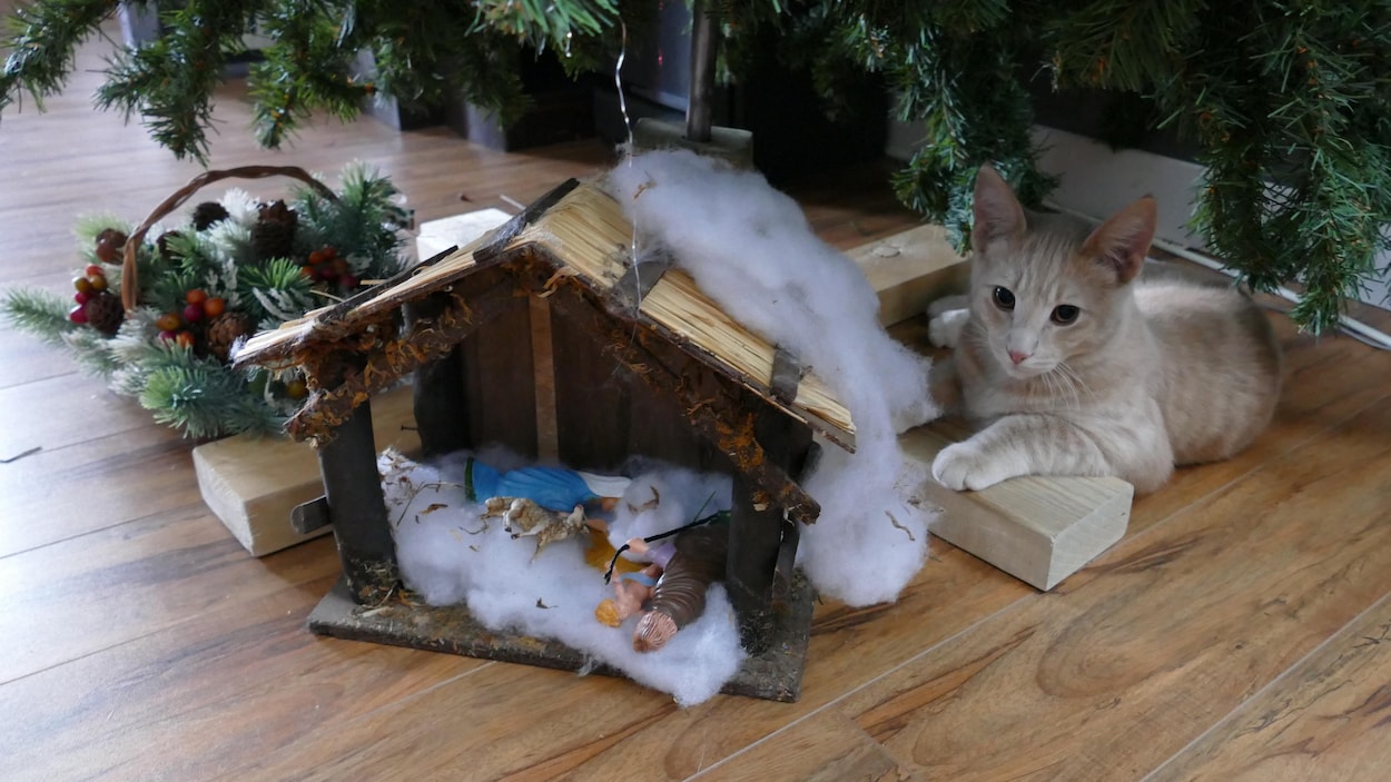 Un des chats de Morberg House se repose près de la crèche installée sous le sapin de Noël.