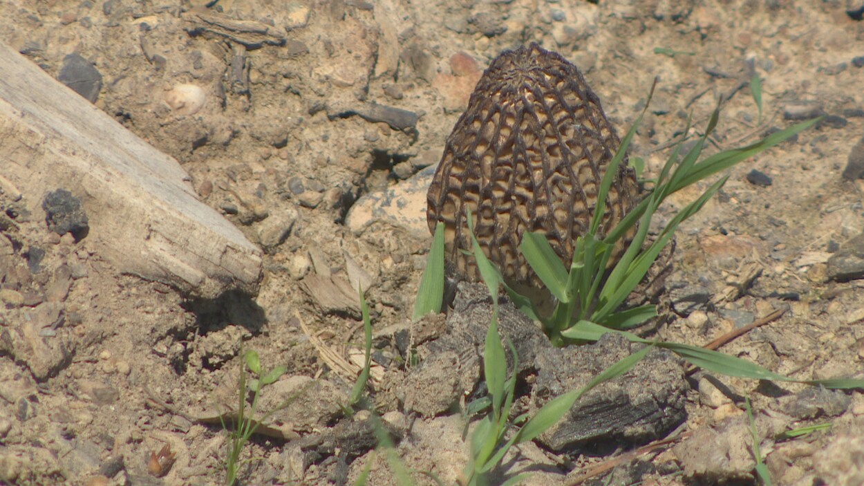 Un gros plan d'une morille avec un peu d'herbe et sur un sol de terre et de bois calciné.