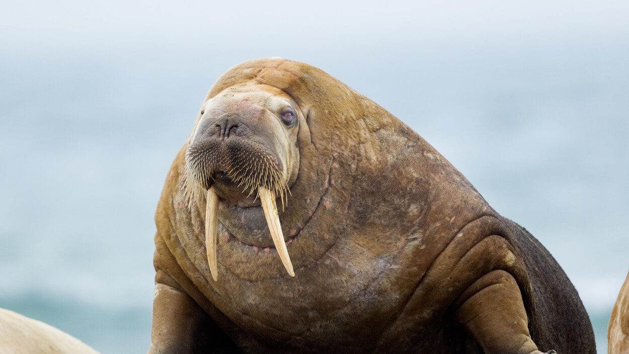 Un morse sur une plage de Norvège.