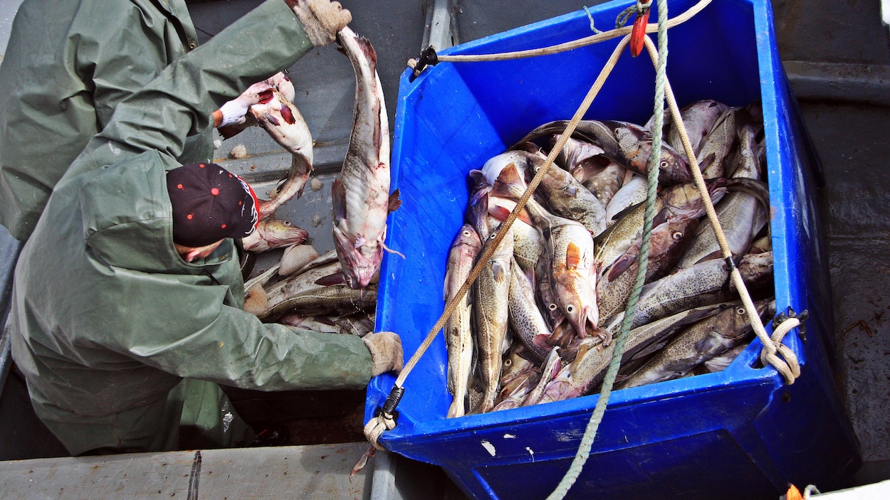 Des pêcheurs amassent des morues pêchées dans leur bateau.