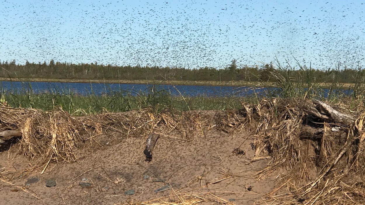 Les moucherons à l’attaque!