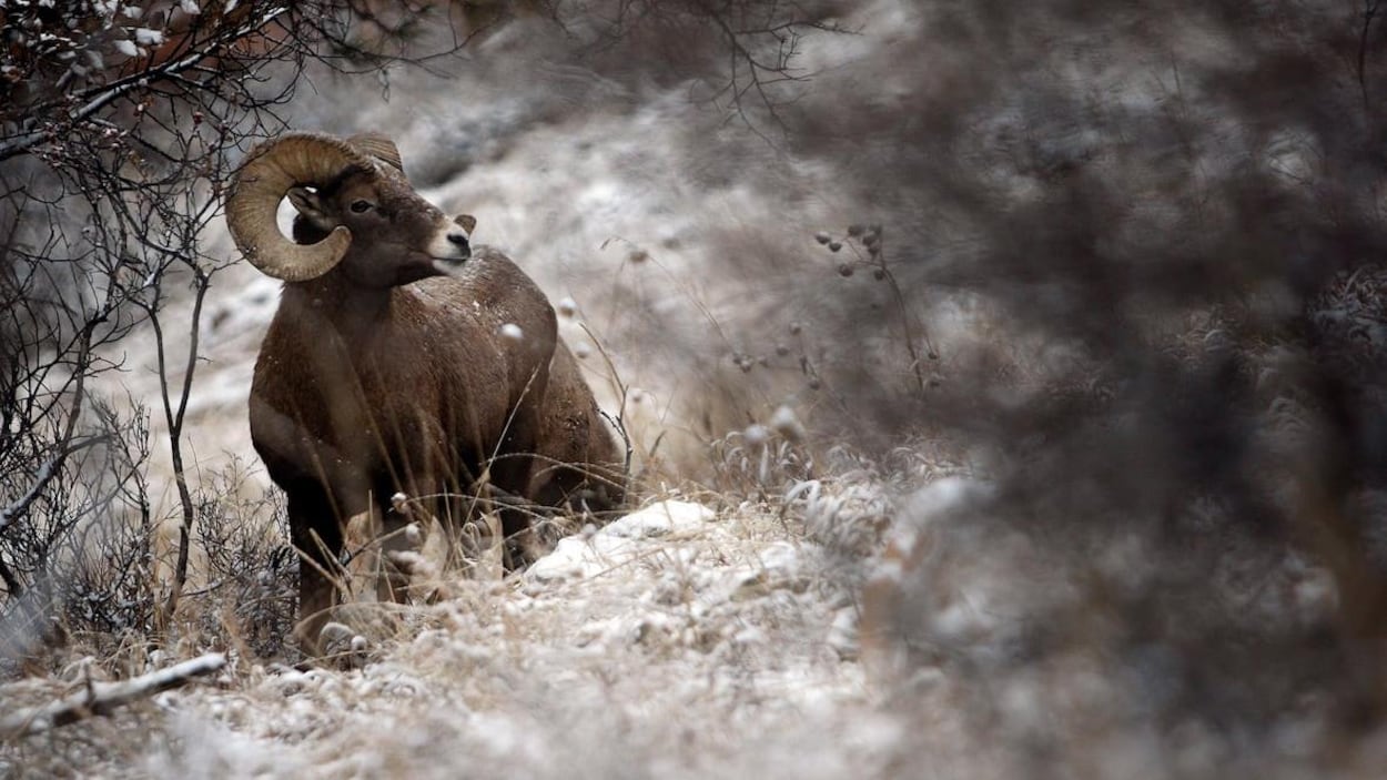Un mouflon sauvage.