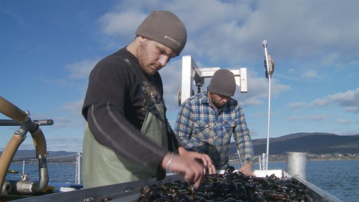 Récolte de moules dans la baie de la Gaspé