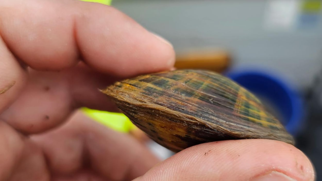 Les moules d’eau douce, gardiennes de leur écosystème