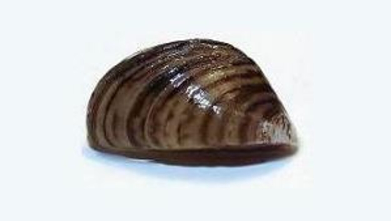 Une moule zébrée.