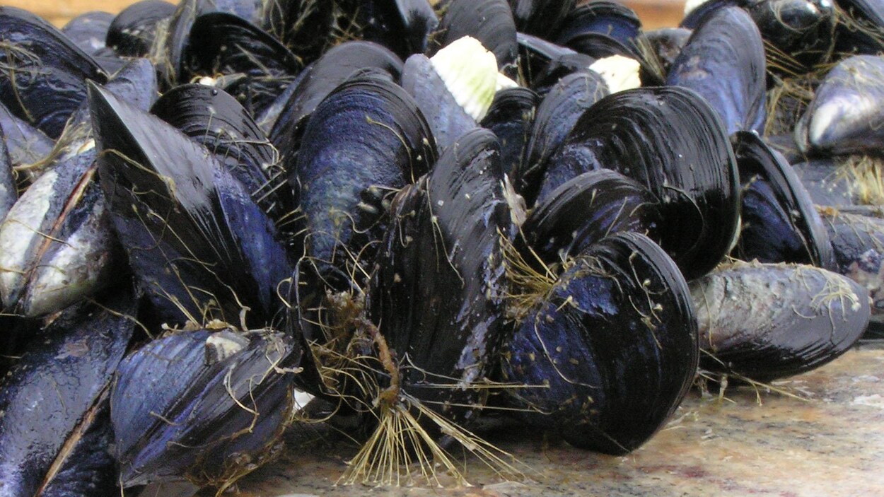 Des moules