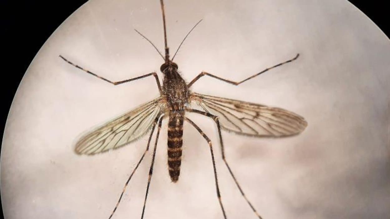 Des moustiques observés pour la première fois en Islande