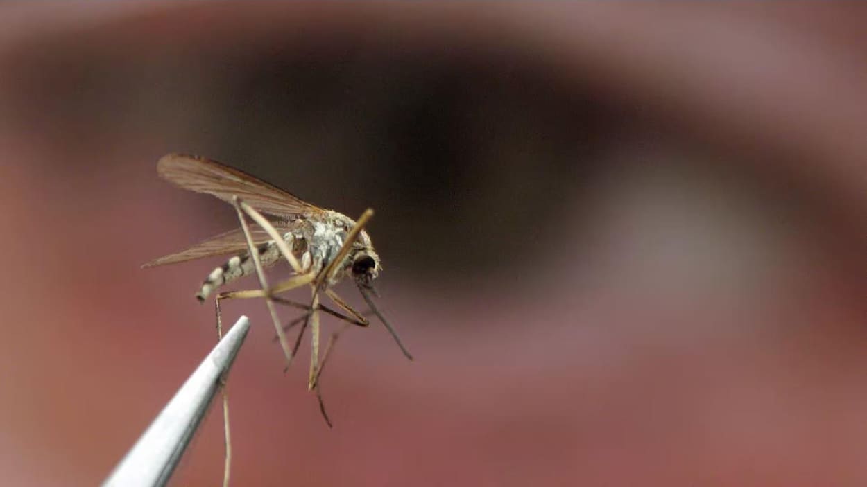 Printemps pluvieux : après l’explosion de moustiques, la cécidomyie menace les récoltes