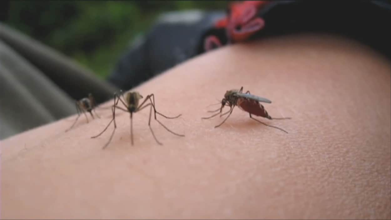 Des moustiques envahissants et un virus ont été détectés en Colombie-Britannique