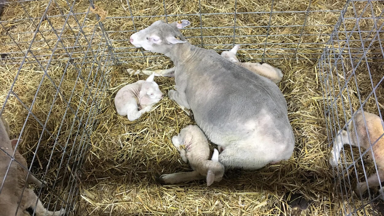 Une brebis et ses agnelets à la Ferme Épiphanoise.