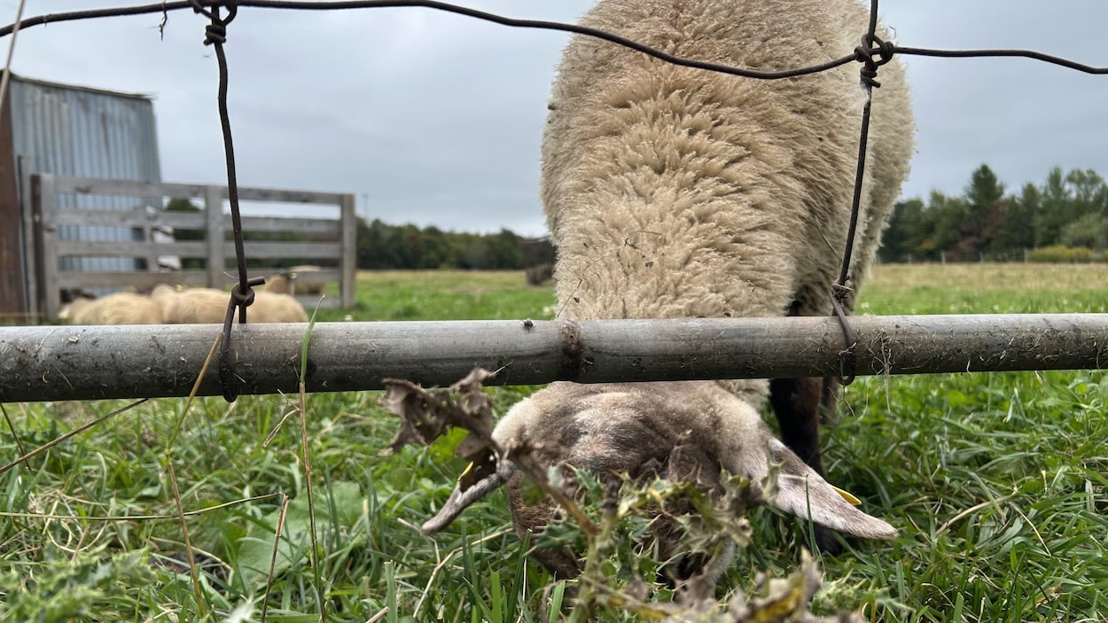 Comment mieux aider la relève agricole? Les candidats de Richmond répondent