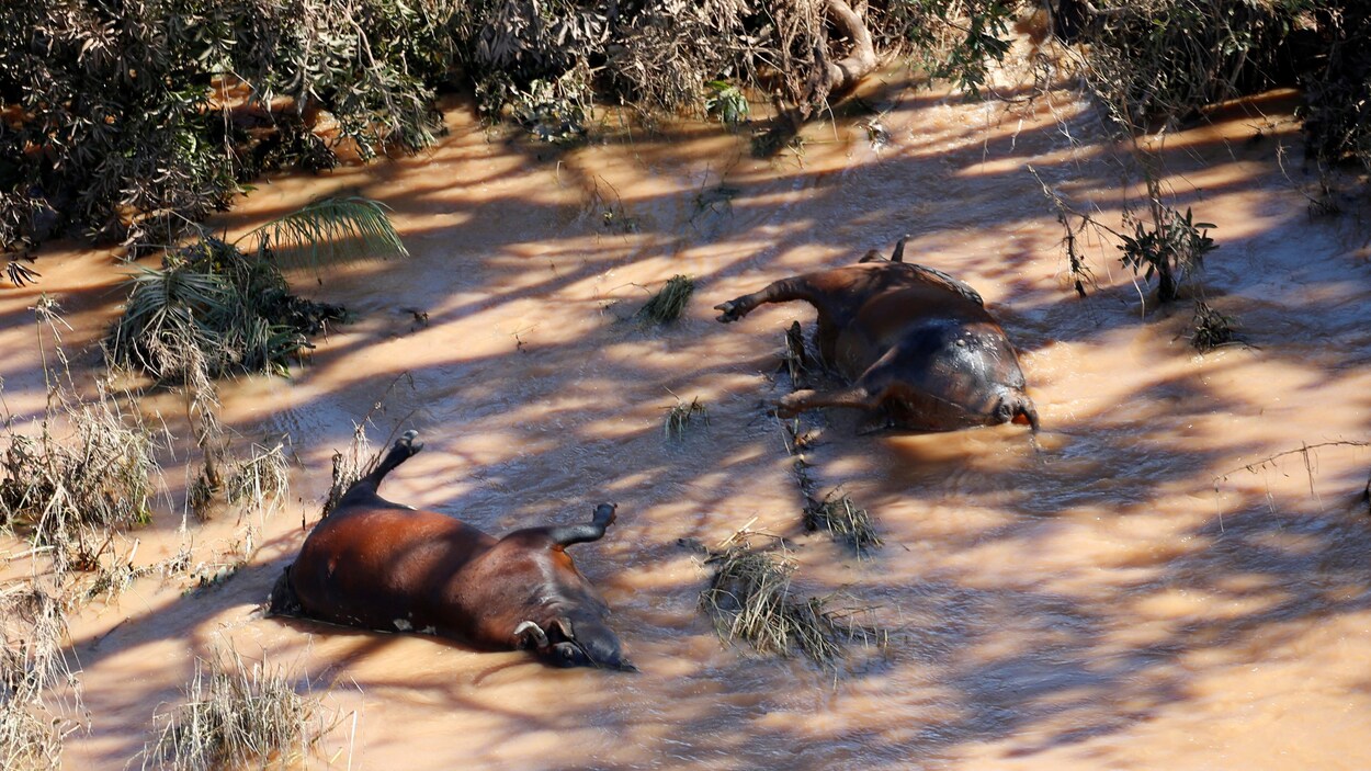 Des vaches mortes dans le district de Buzi à l'extérieur de Beira au Mozambique.