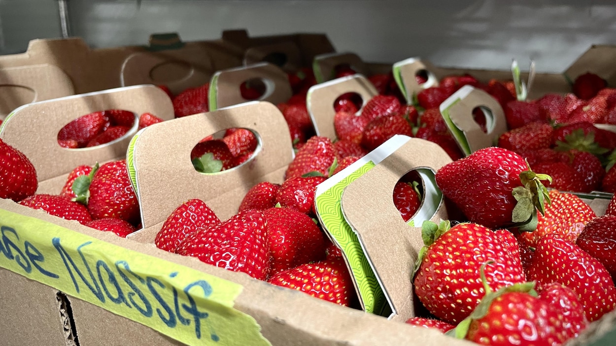 Des produits frais gratuits pour 650 familles estriennes vulnérables