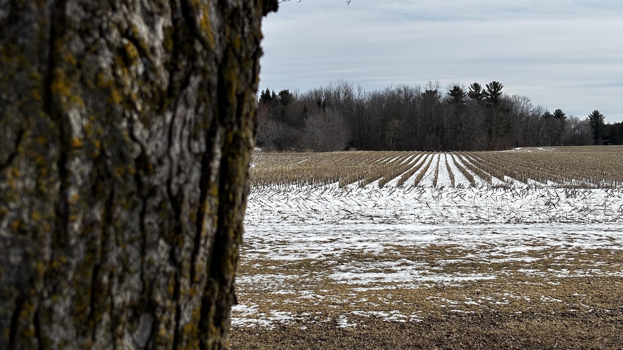 Québec autorisera l’abattage d’arbres sur un territoire équivalent à 8 fois Sherbrooke