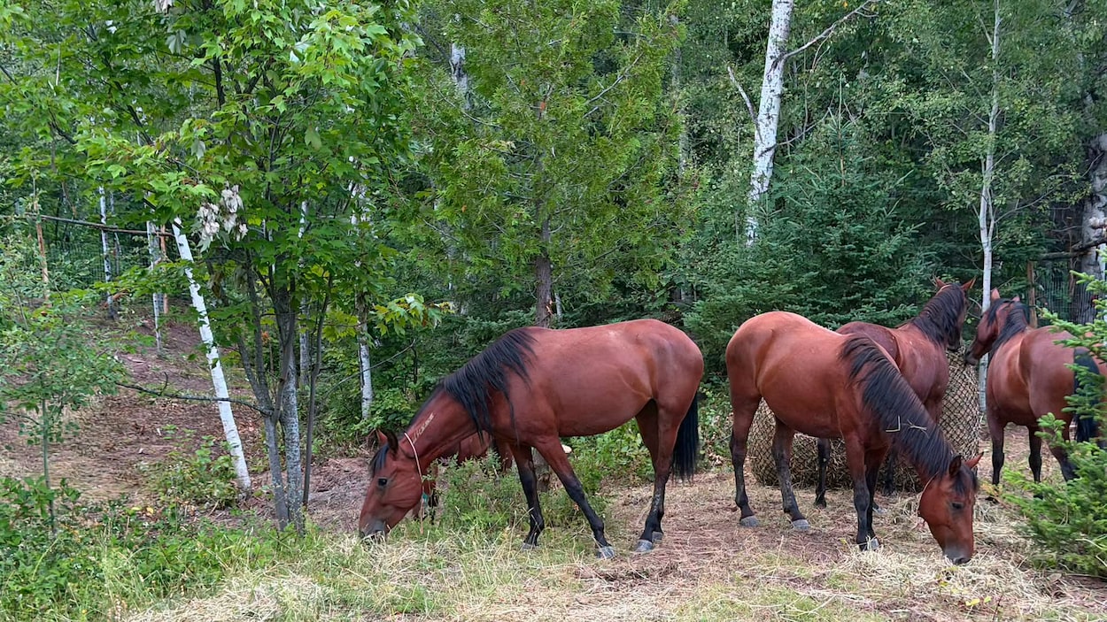 Un sanctuaire pour des chevaux sauvages