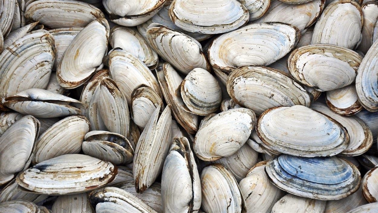 Des myes en coquilles