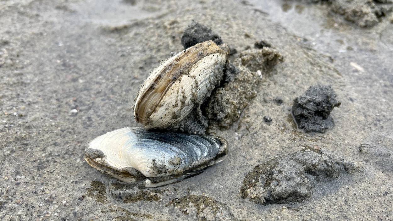 La pêche aux coques racontée des quatre coins de l’Est-du-Québec