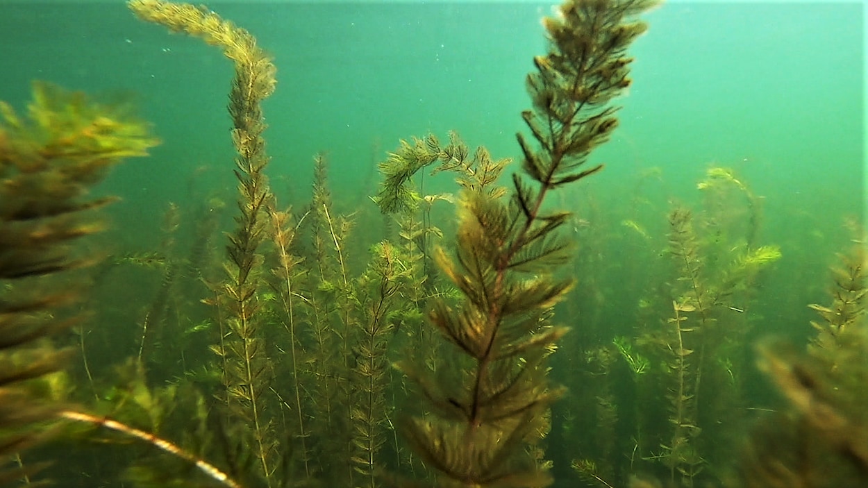 Un nouvel outil pour protéger les lacs contre les espèces envahissantes