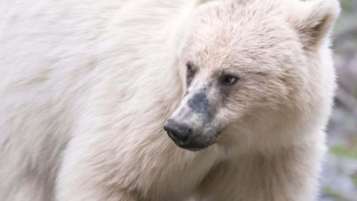 Nokoda, un rare grizzli blanc.