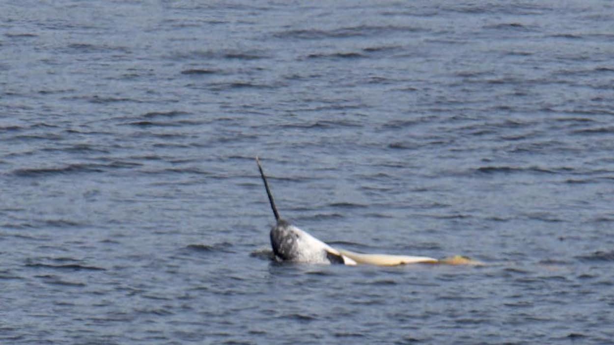 Un Narval Parmi Les Belugas A Tadoussac Radio Canada Ca