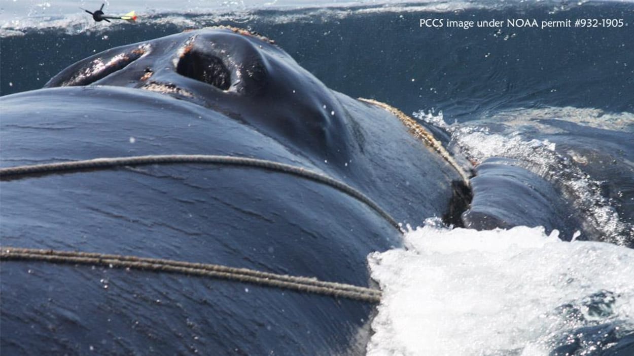 Des sauveteurs tentent de libérer une baleine noire au large de Cape Cod, au Massachusetts. Des sauveteurs tentent de libérer une baleine noire au large de Cape Cod, au Massachusetts.