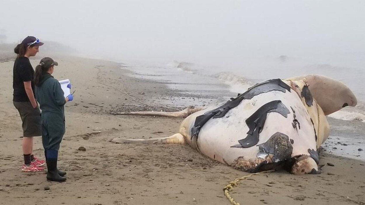 Cette baleine noire femelle, âgée de deux ans, est morte empêtrée dans de l'équipement de pêche. Cette baleine noire femelle, âgée de deux ans, est morte empêtrée dans de l'équipement de pêche.