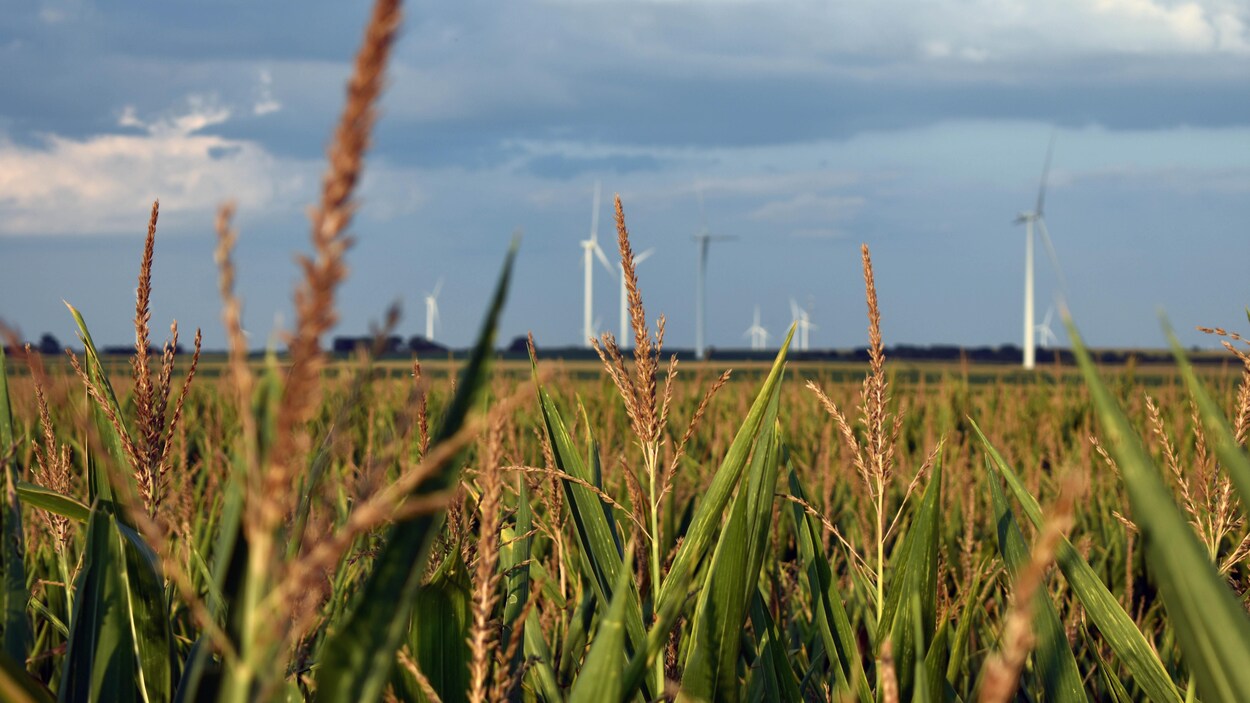 Un champ de maïs du Nebraska, avec des éoliennes en arrière-plan.