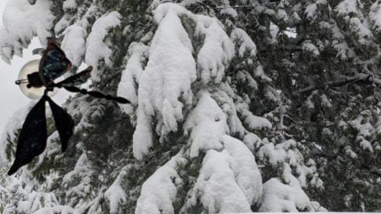 Un arbre couvert de neige.