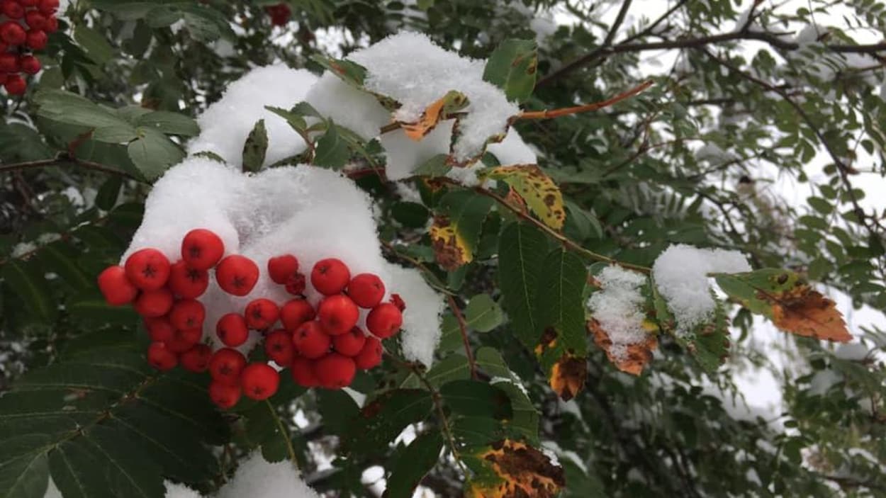 Des baies rouges recouvertes de neige.
