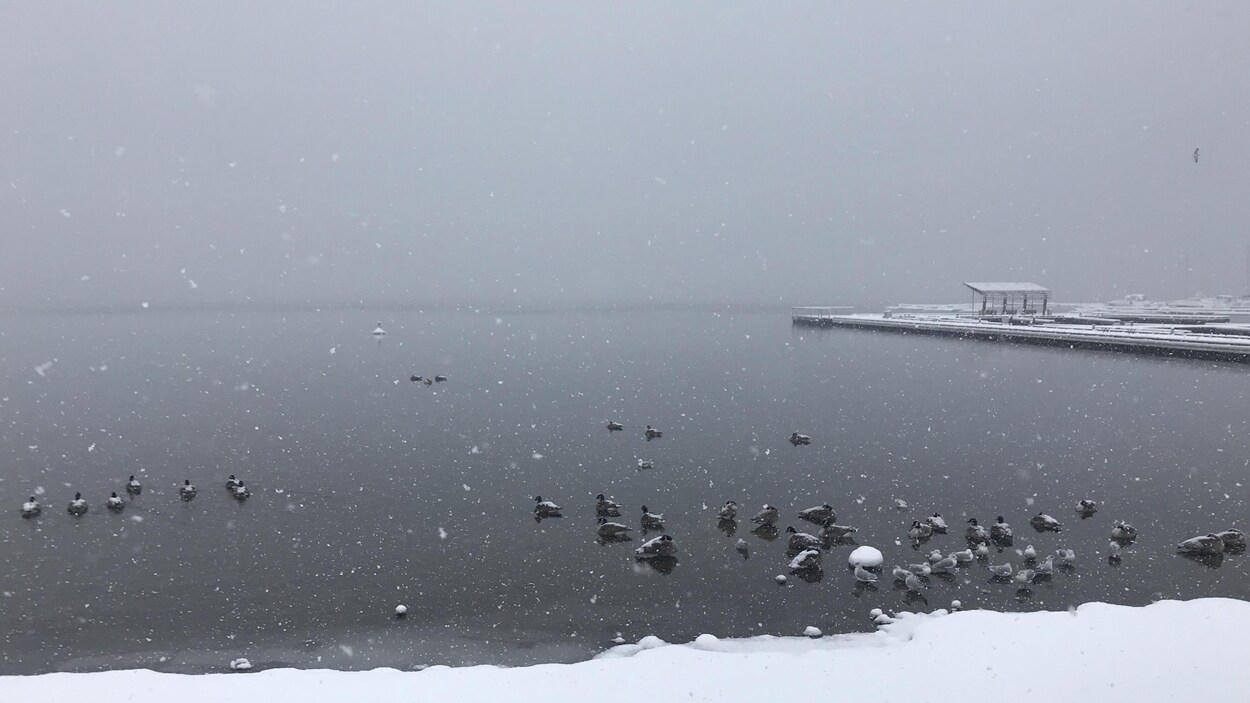 Plusieurs canards et mouettes recroquevillés dans l'eau, avec un quai à droite, on ne voit pas le bout du lac, caché par la neige qui tombe.