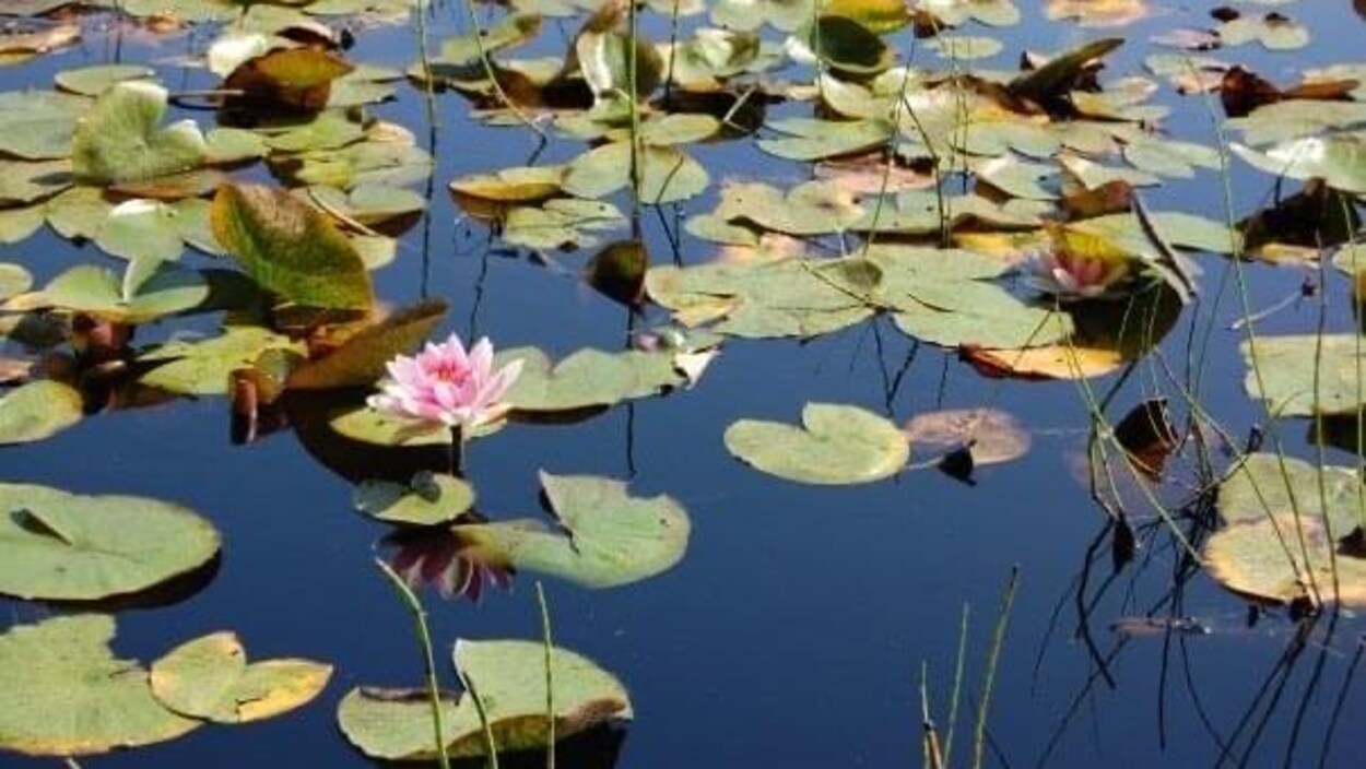 Comment prévenir la propagation des plantes invasives? | Radio-Canada