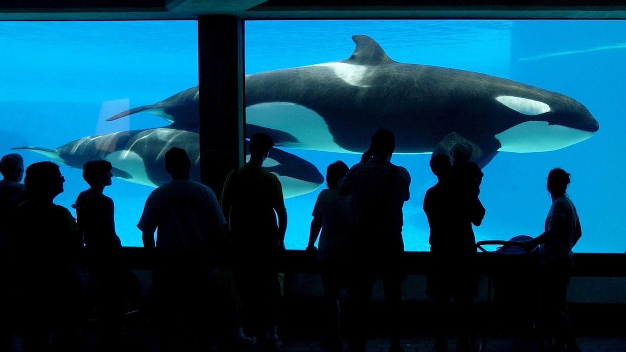 Un épaulard et son petit dans un bassin de Marineland à Niagara Falls