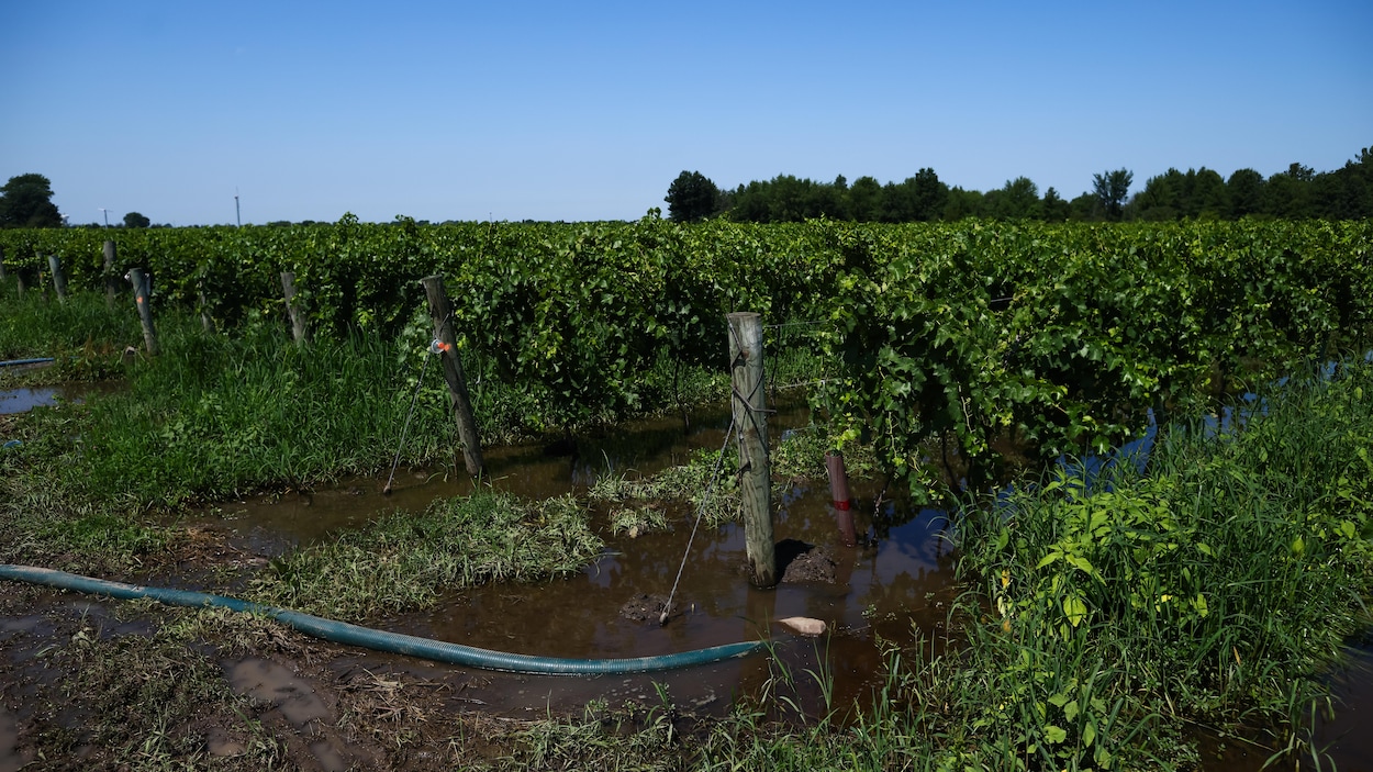 Après les inondations, les vignobles de la région de Niagara sont en mode nettoyage