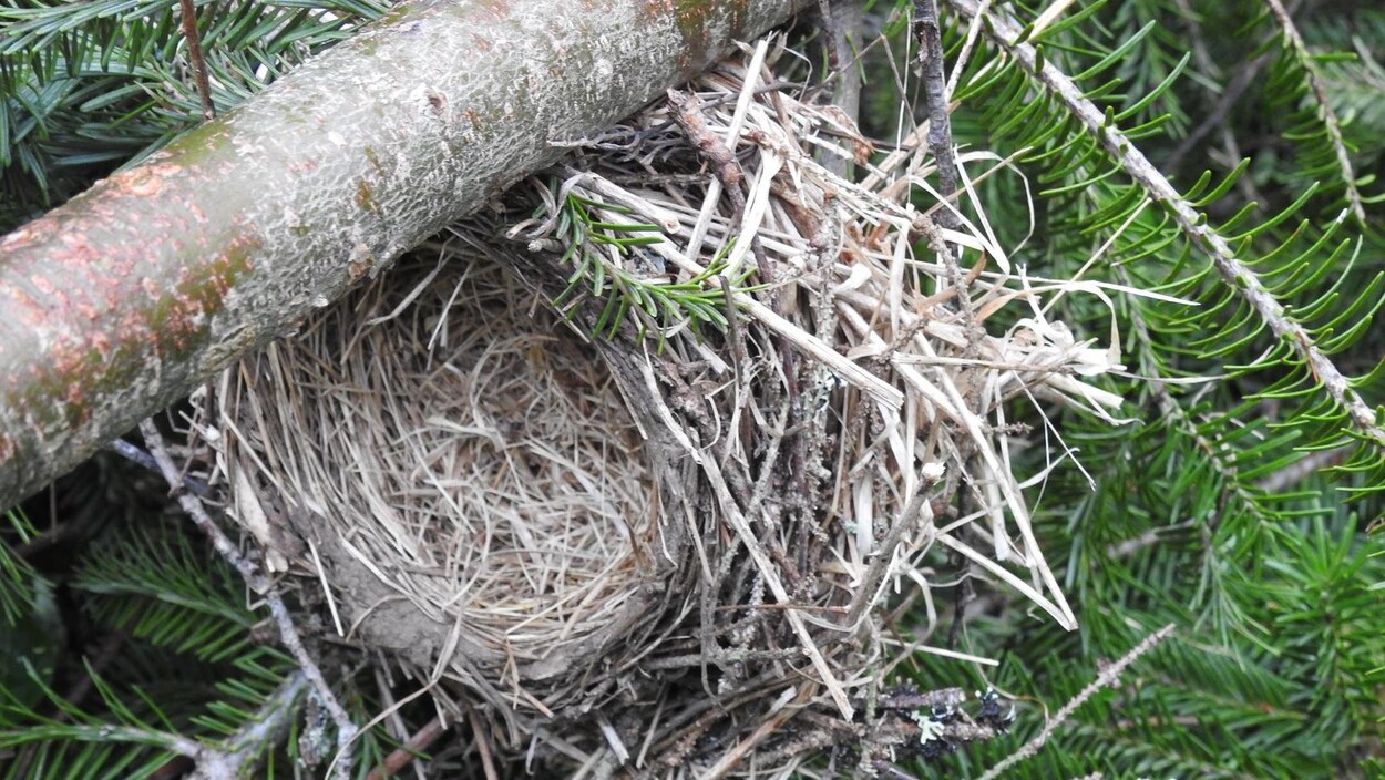 Un nid d'oiseaux migrateurs détruit par un service d'élagage en