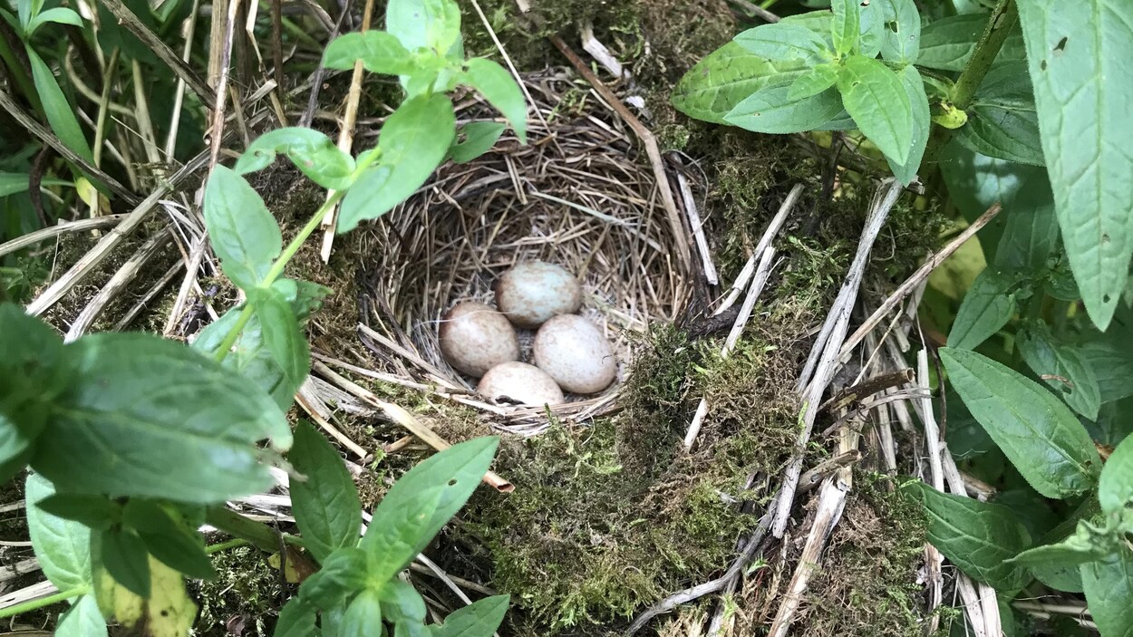 Des oeufs d'oiseaux dans un champ.