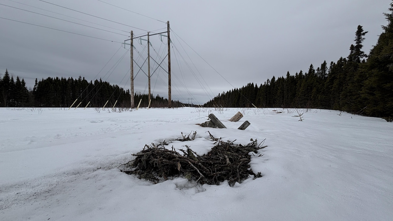 Un perchoir à rapaces possiblement vandalisé à Sept-Îles
