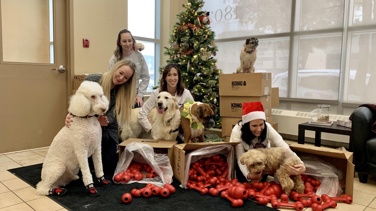 Des chiens et du personnel d'une clinique vétérinaire posent devant un arbre de Noël et des dizaines d'os en plastique.