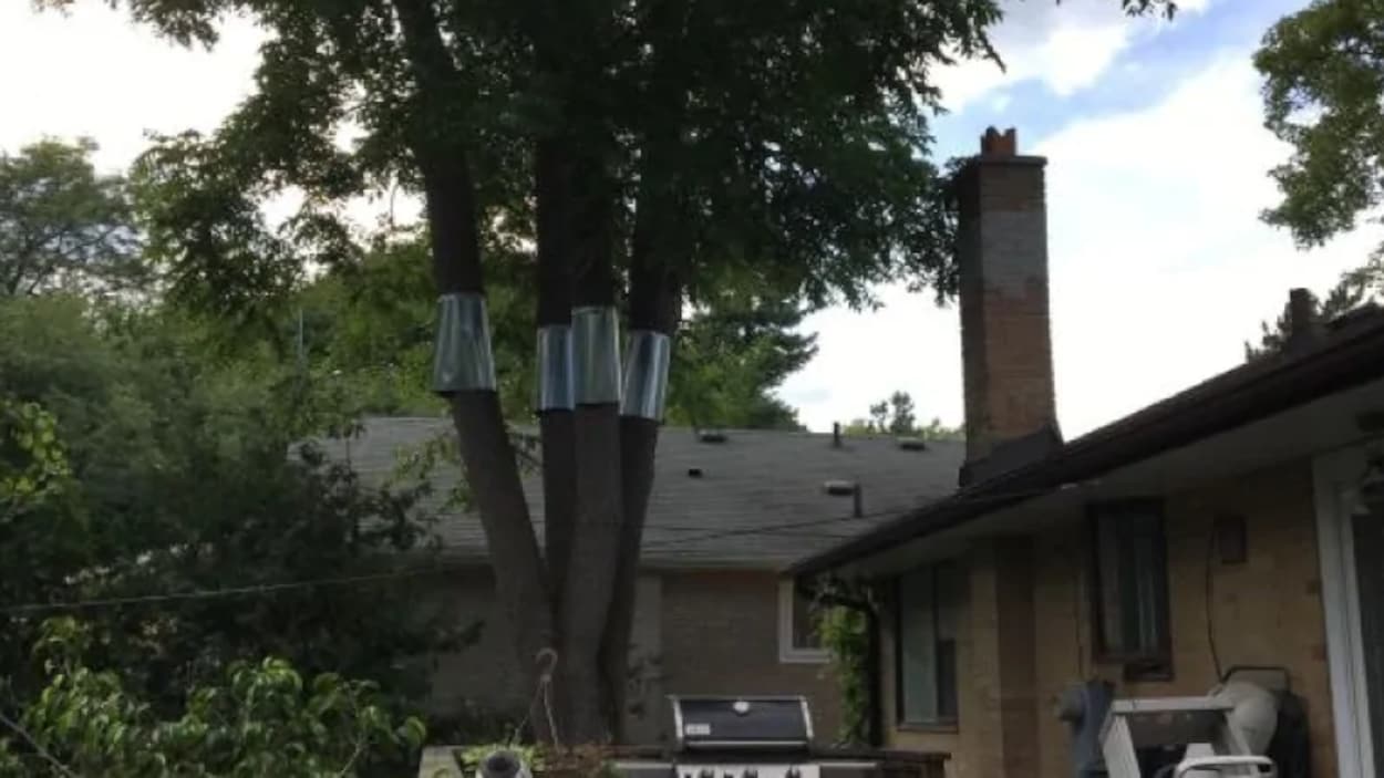 Un grand arbre près d'une maison.